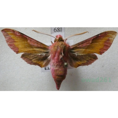 Deilephila porcellus (Linnaeus, 1758) Zmrocznik pazik Czech68l